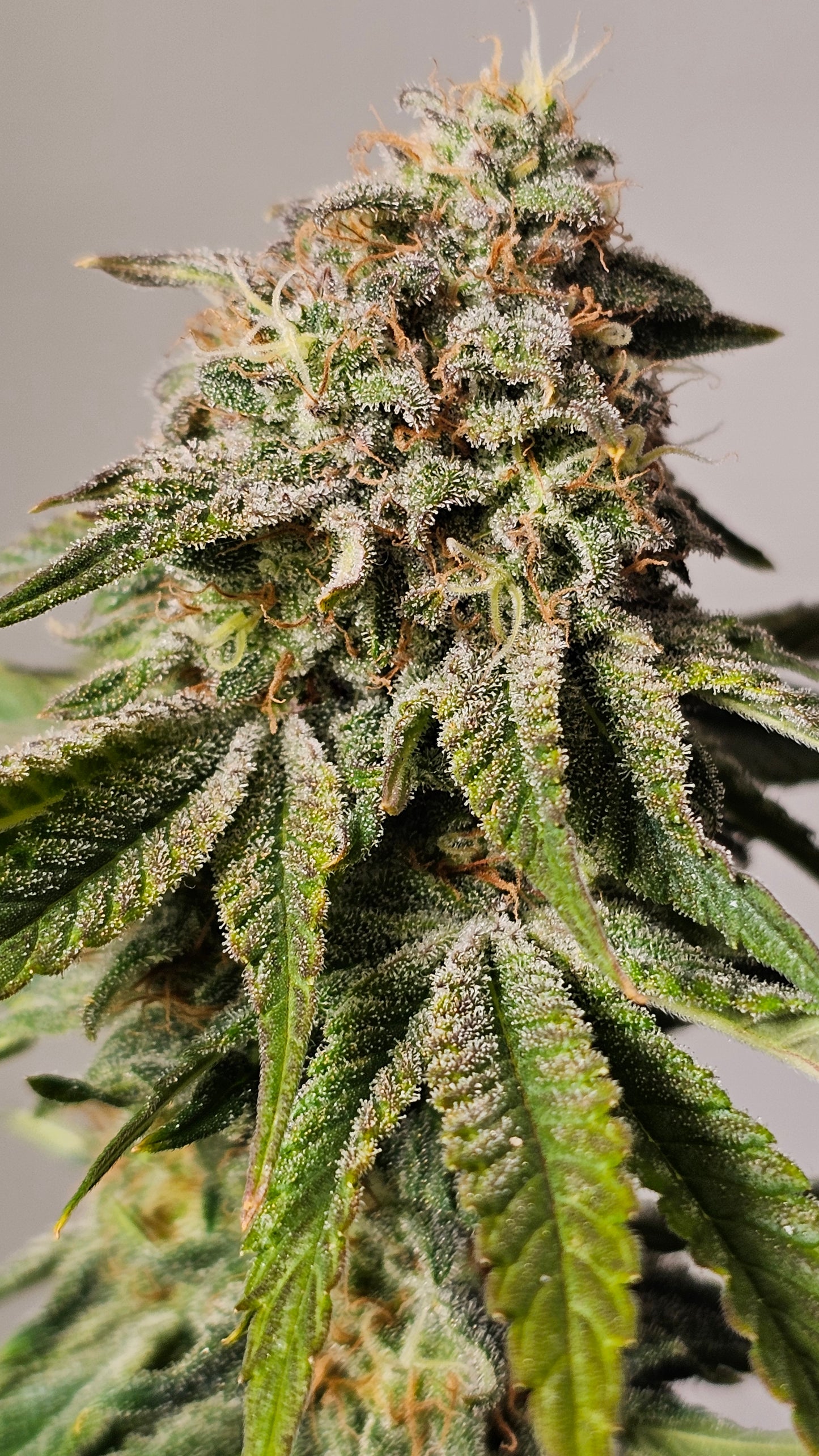 Berry Pie - Premium Cannabis Samen | HW Seeds Co.