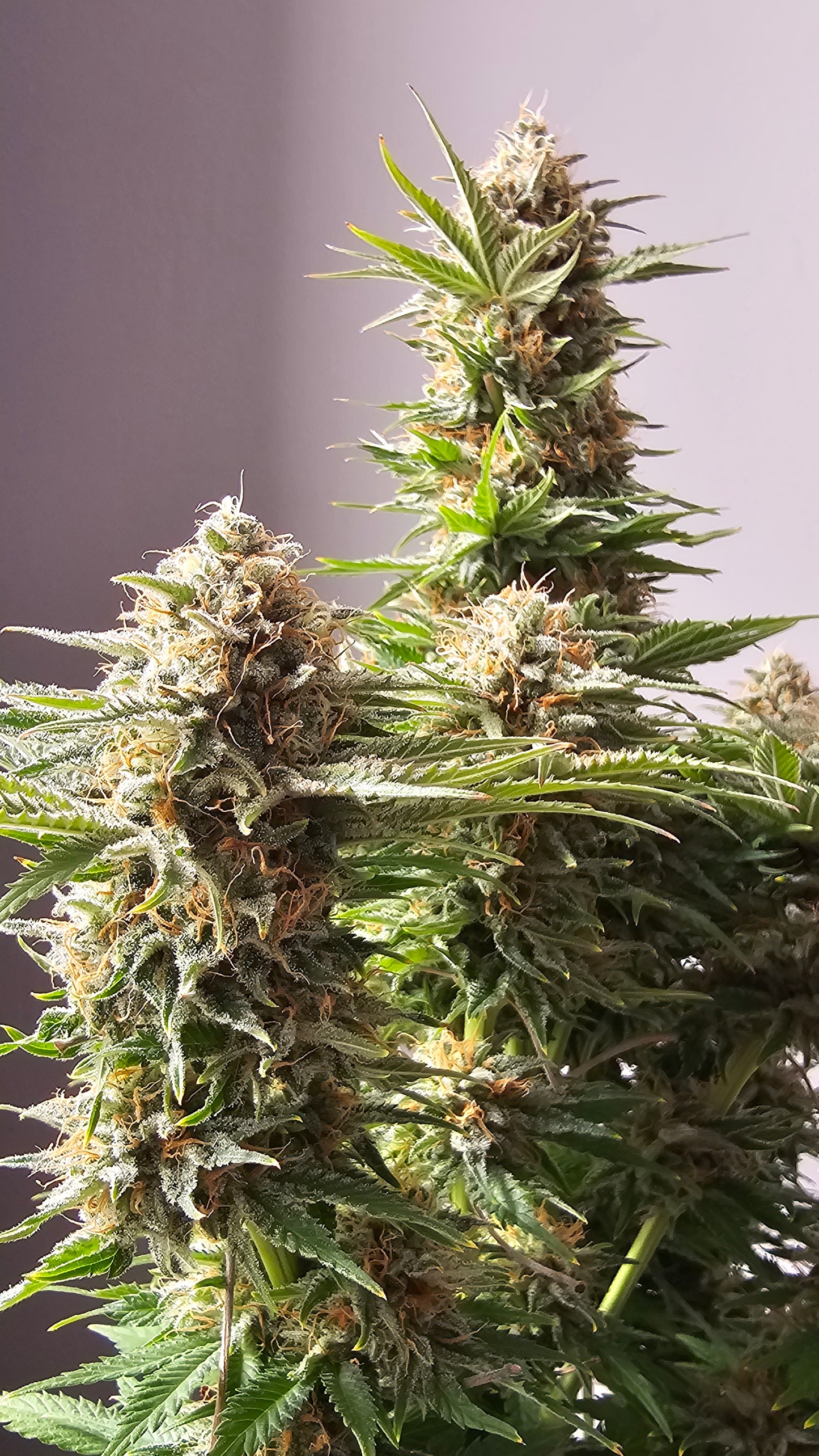 HW Seeds Co. Biscotti - Premium Cannabis Samen