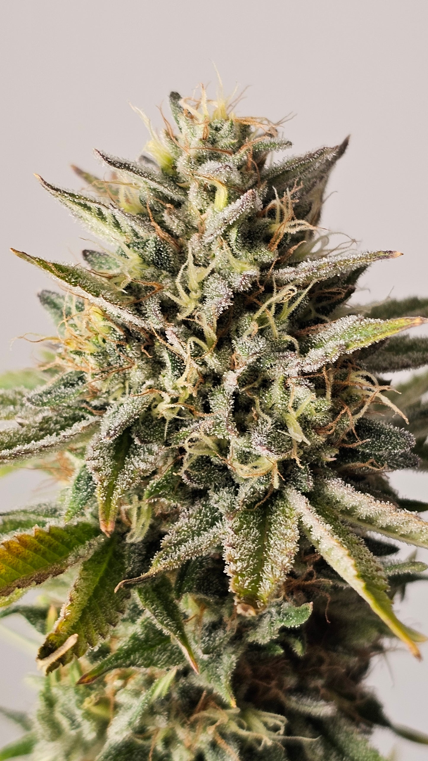 OreoZ - Premium Cannabis Samen | HW Seeds Co.