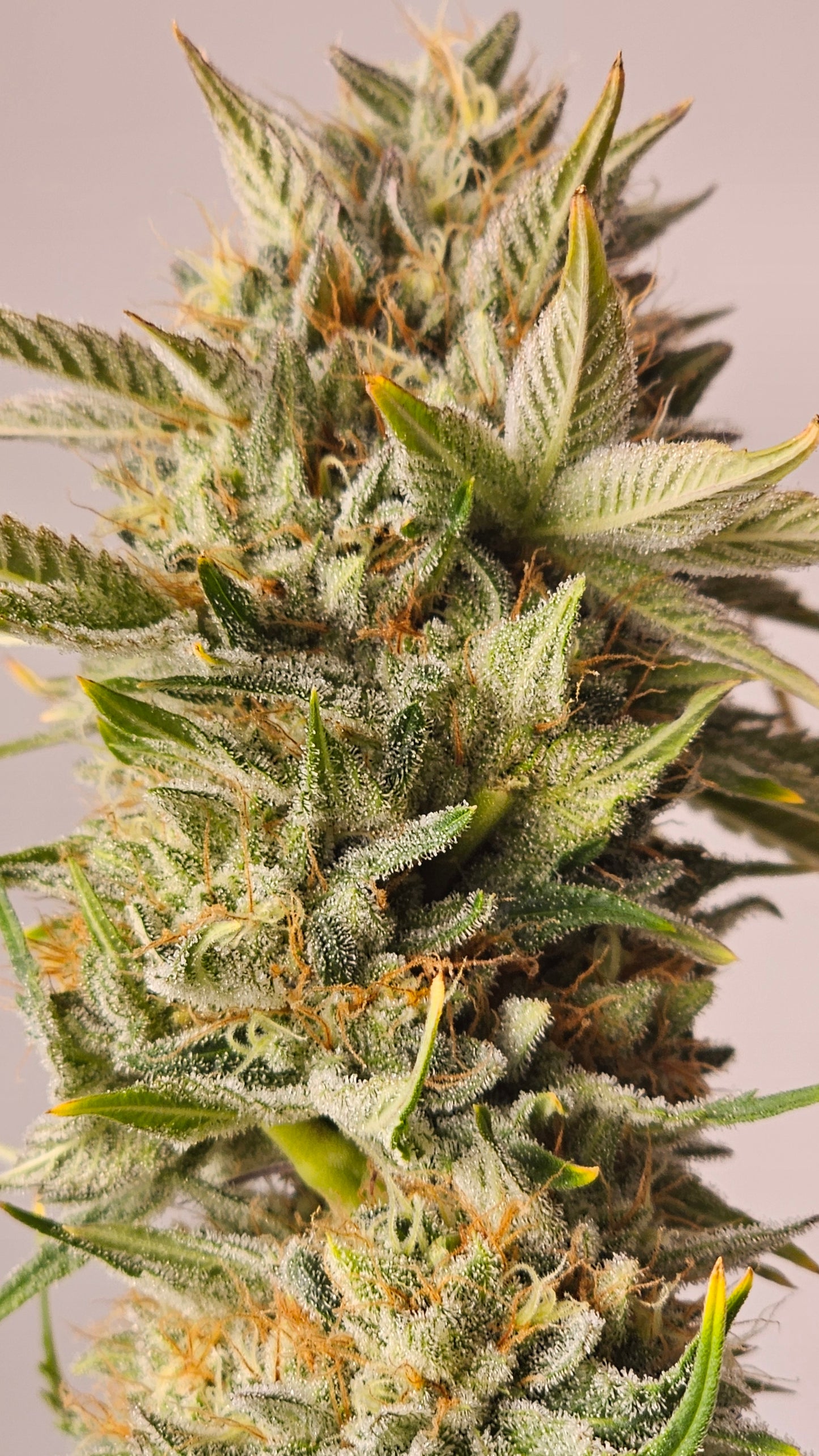 OreoZ - Premium Cannabis Samen | HW Seeds Co.