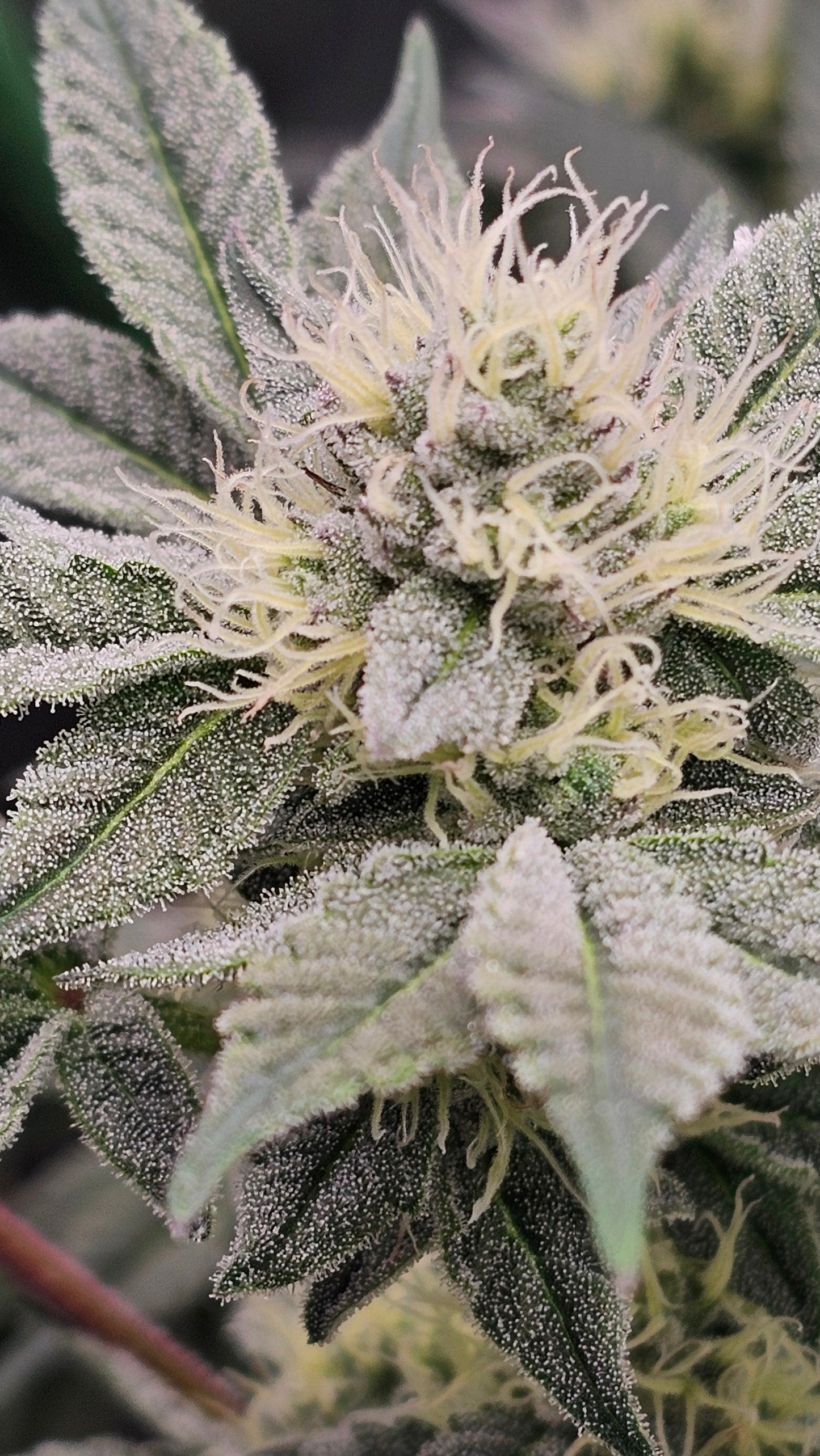 Animal Runtz - Premium Cannabis Samen | HW Seeds Co.