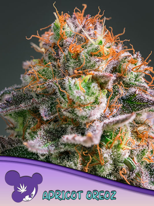 Anesia Seeds / Apricot Oreoz