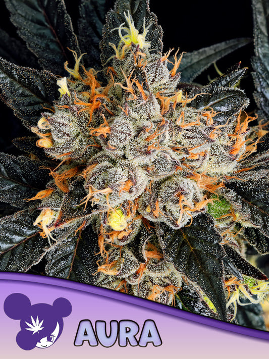 Anesia Seeds / Aura