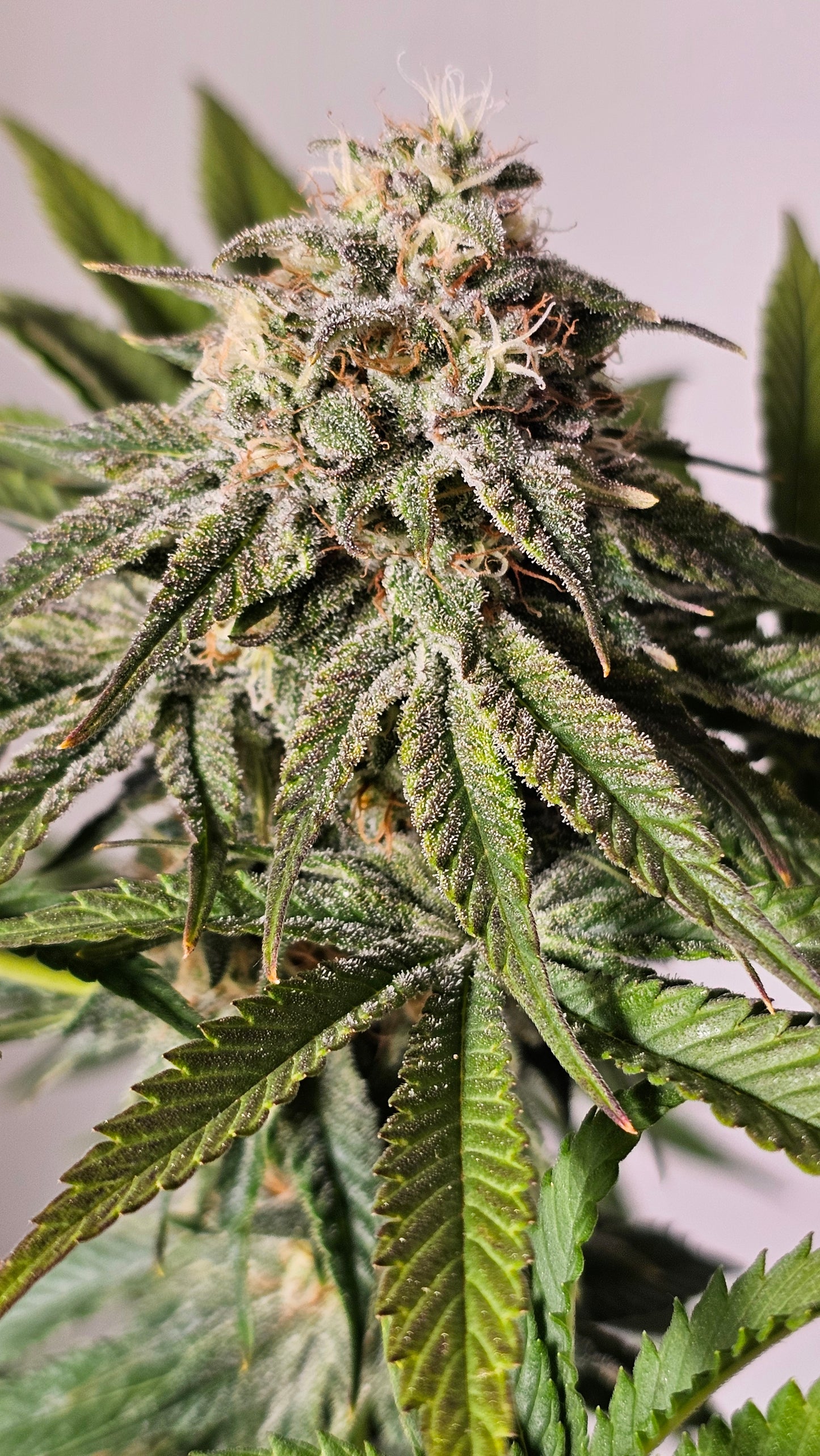 Berry Pie - Premium Cannabis Samen | HW Seeds Co.