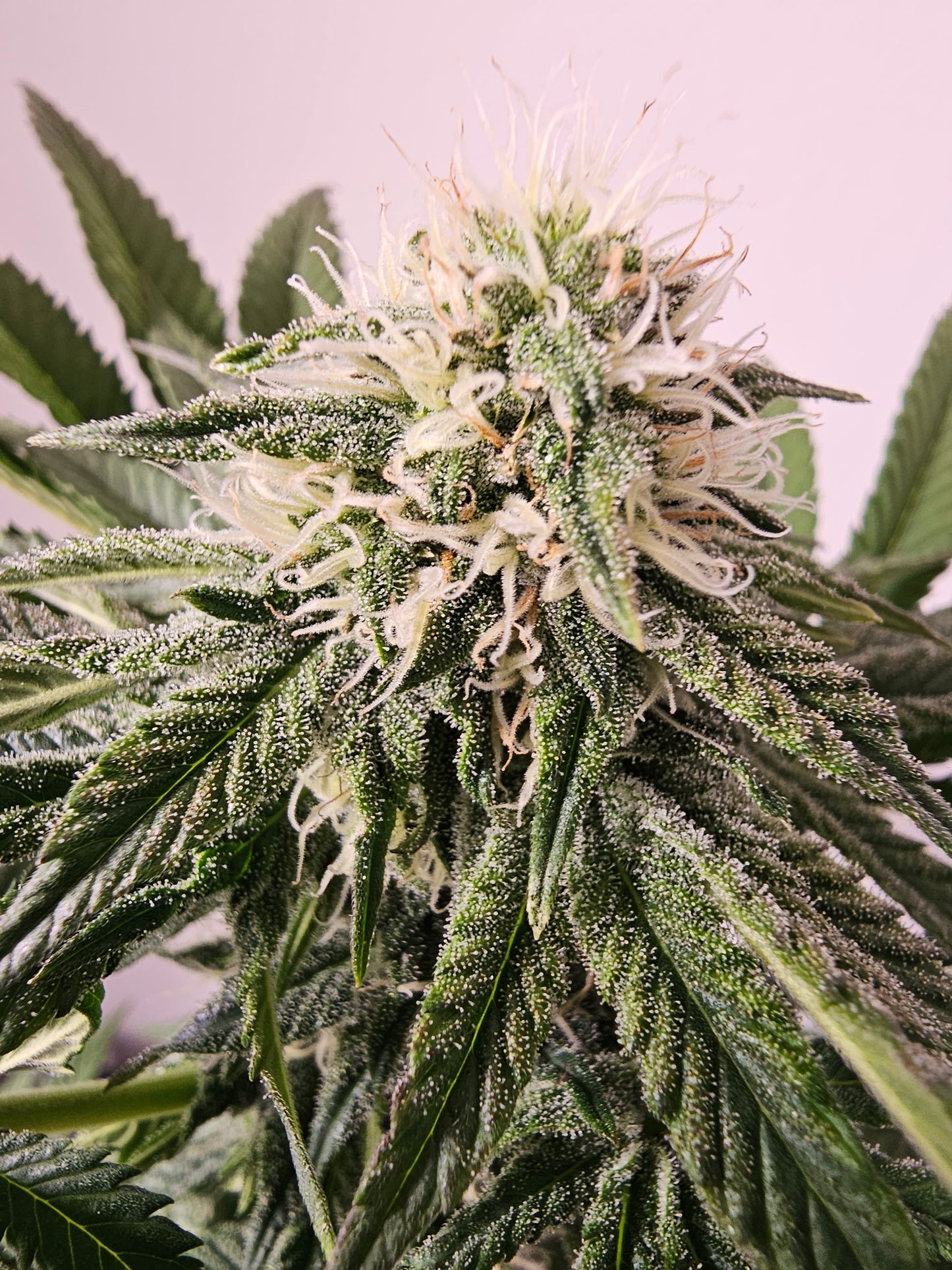 Berry Pie - Premium Cannabis Samen | HW Seeds Co.