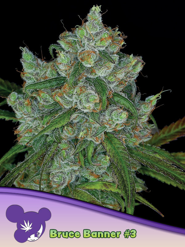 Anesia Seeds / Bruce Banner#3