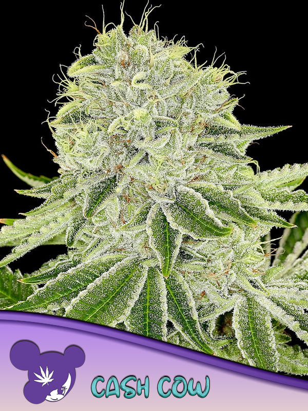 Anesia Seeds / Cash Cow