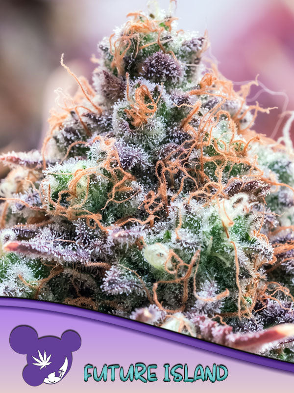 Anesia Seeds / Future Island