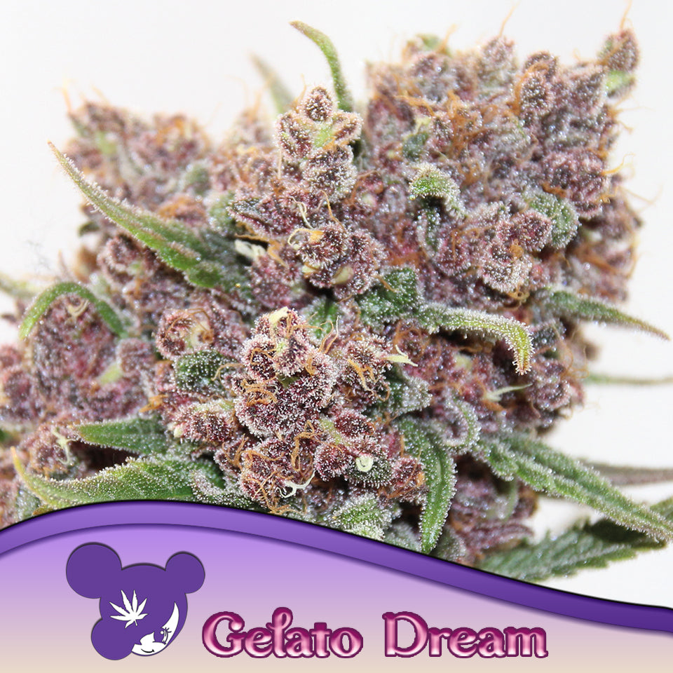 Anesia Seeds / Gelato Dream