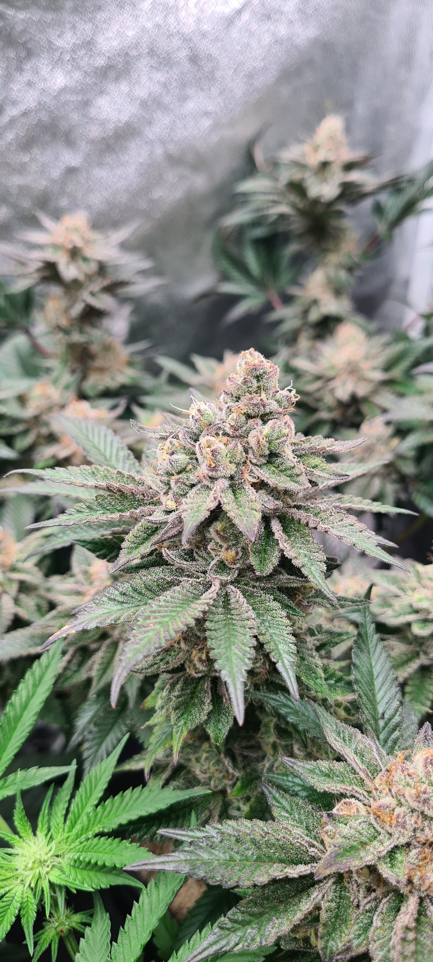 Animal Runtz - Premium Cannabis Samen | HW Seeds Co.