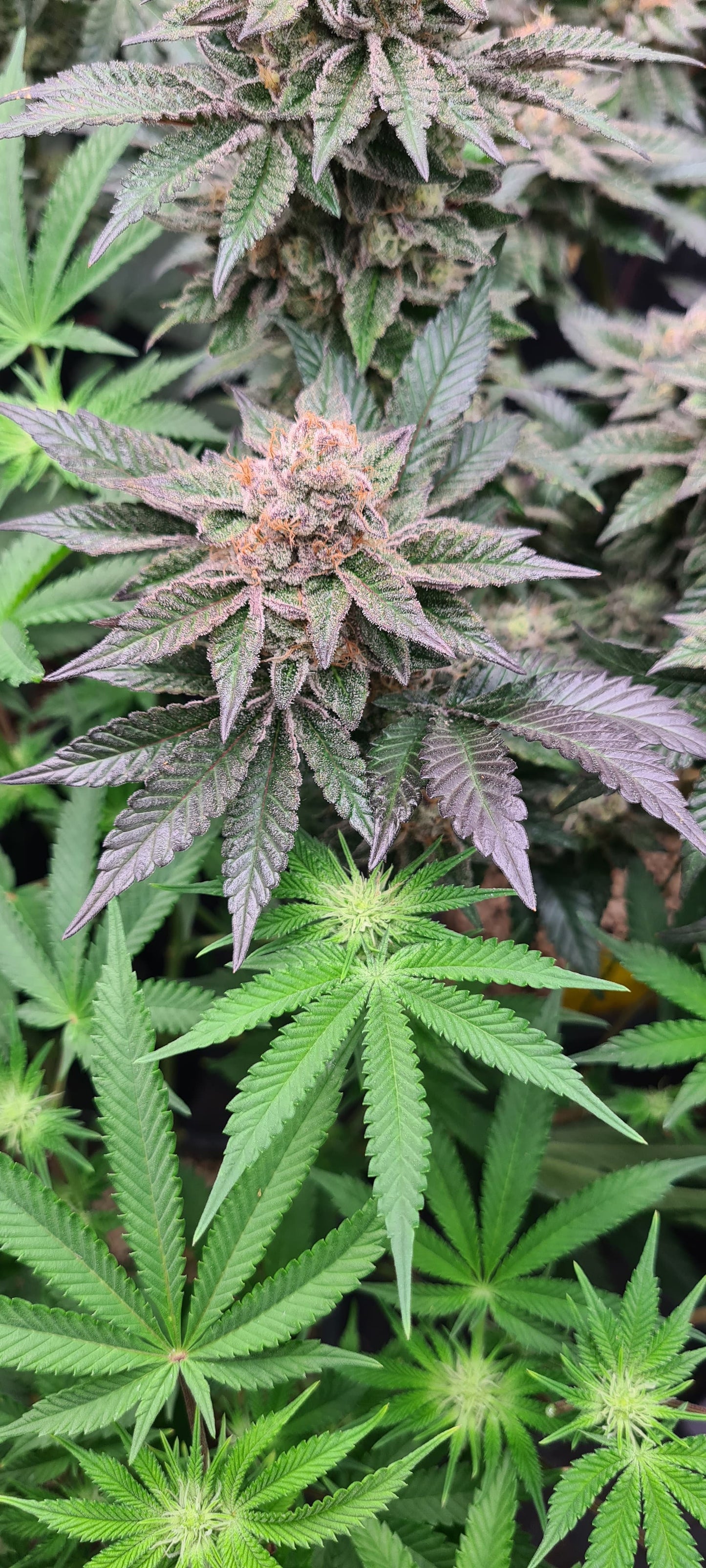 Animal Runtz - Premium Cannabis Samen | HW Seeds Co.