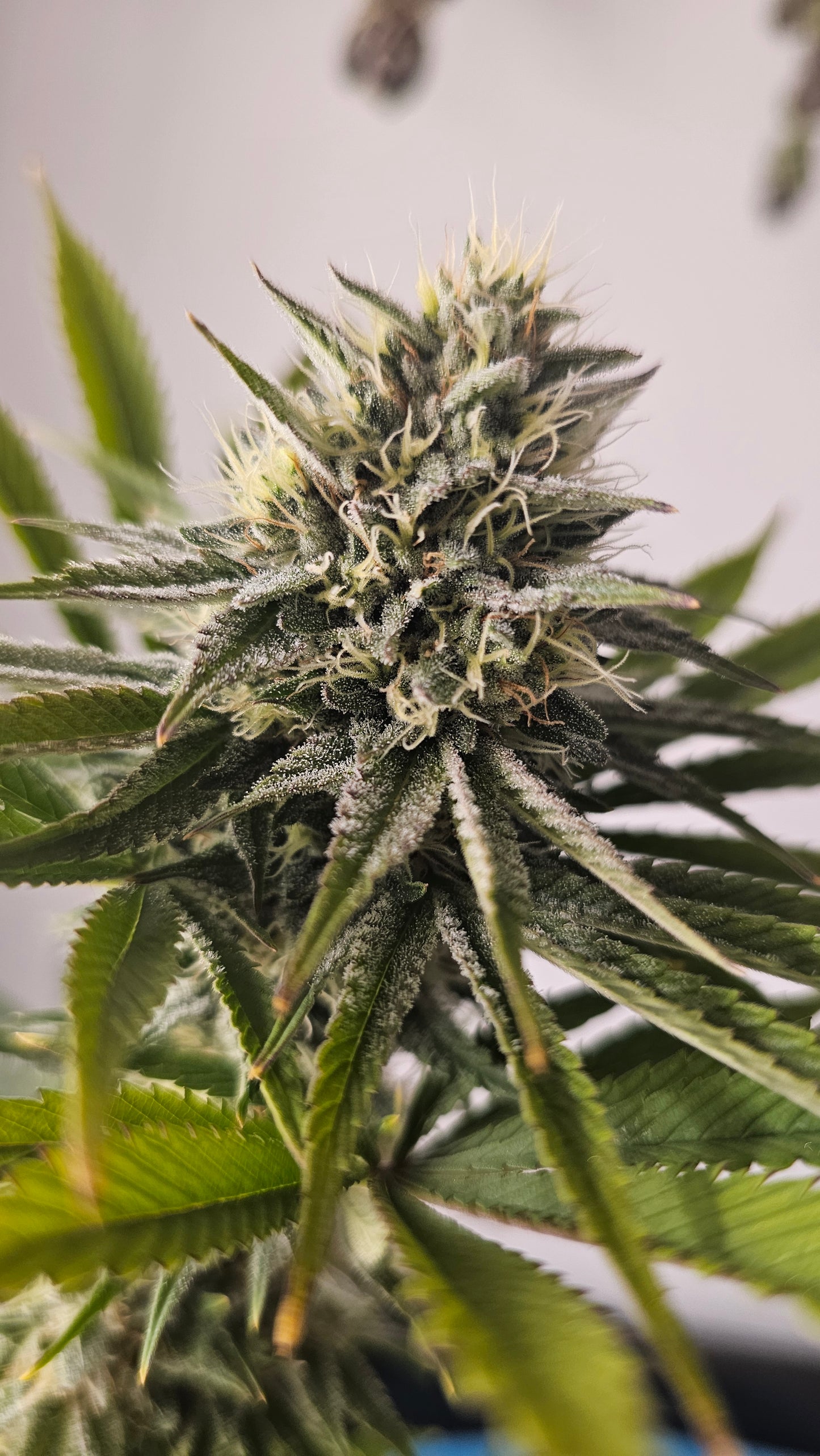 OreoZ - Premium Cannabis Samen | HW Seeds Co.