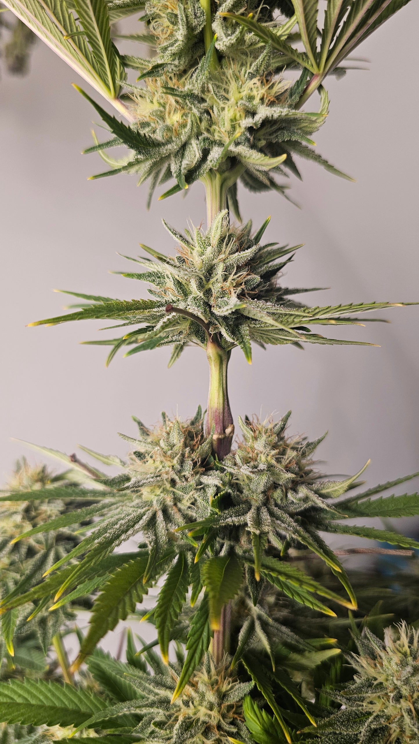 OreoZ - Premium Cannabis Samen | HW Seeds Co.