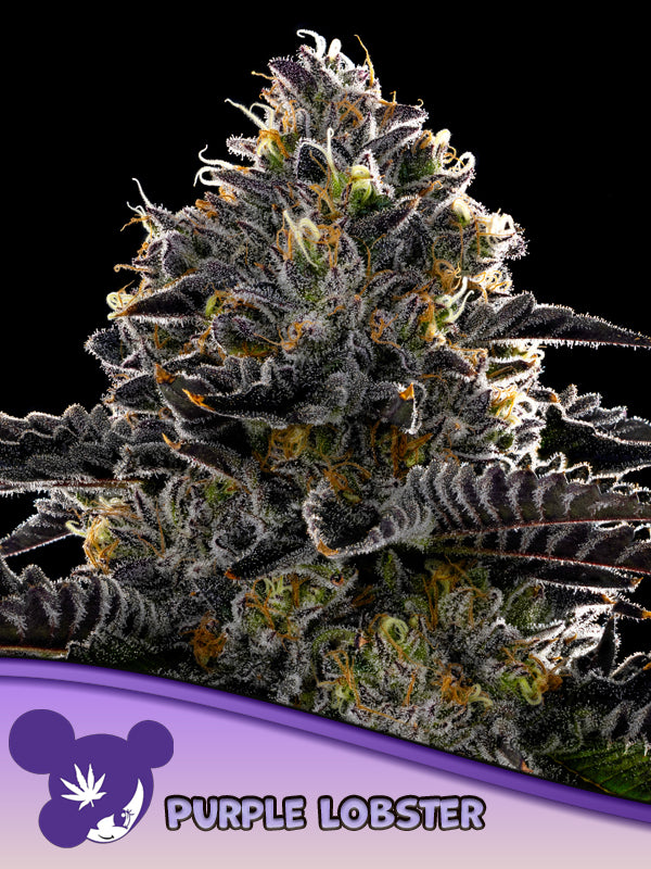 Anesia Seeds / Purple Lobster