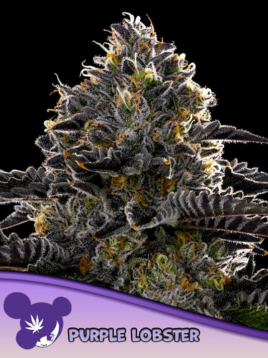 Anesia Seeds / Purple Lobster