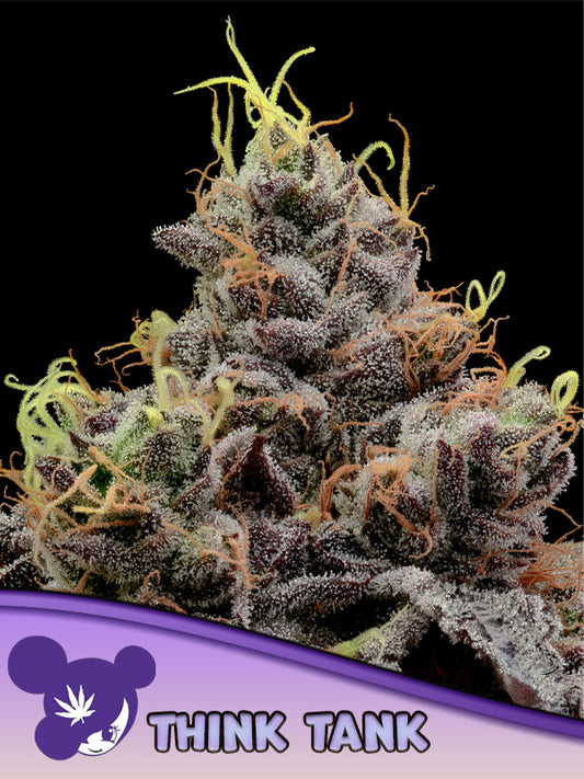 Anesia Seeds / Think Tank